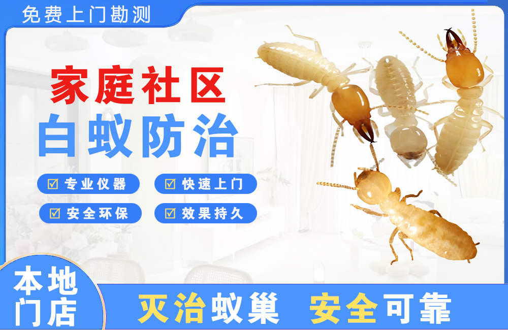 渝中家庭社区白蚁防治