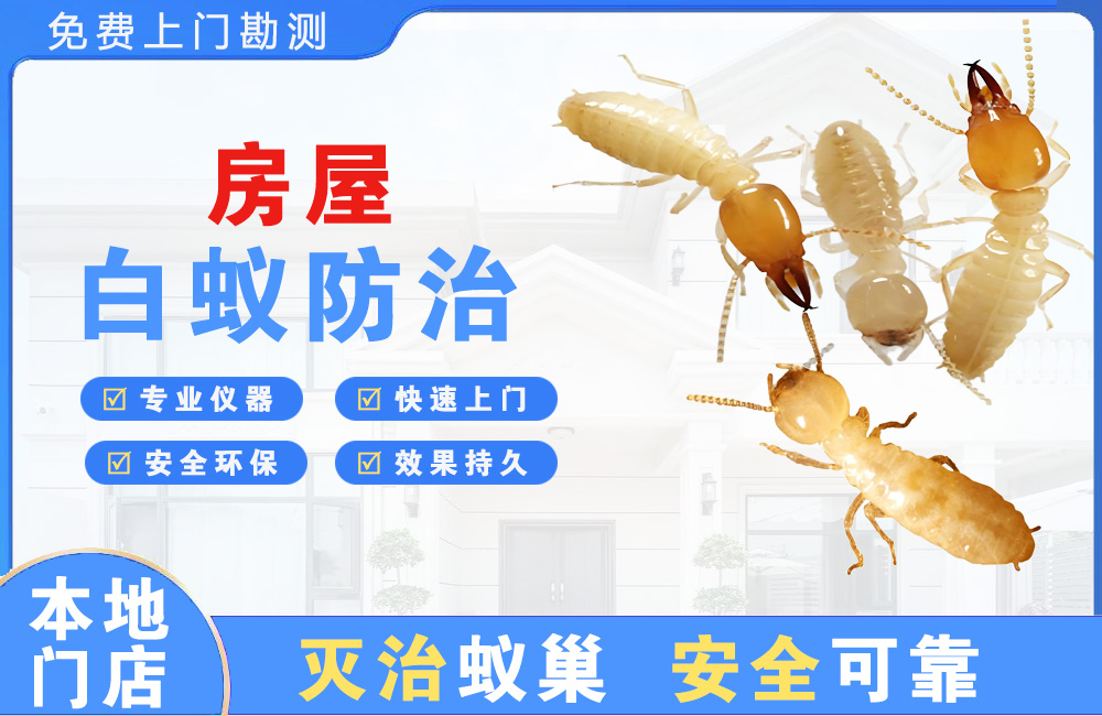 渝中房屋白蚁防治